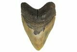 Fossil Megalodon Tooth - Huge NC Meg #298802-1